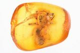 Detailed Fossil Spider (Araneae) In Baltic Amber #325418-1